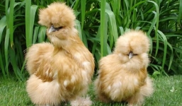 Lạ mắt gà lông xù 10 triệu đồng/con